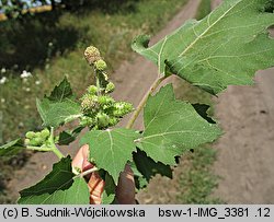 Xanthium strumarium (rzepień pospolity)