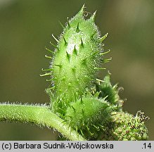 Xanthium strumarium (rzepień pospolity)