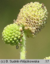 Xanthium strumarium (rzepień pospolity)