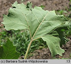 Xanthium strumarium (rzepień pospolity)