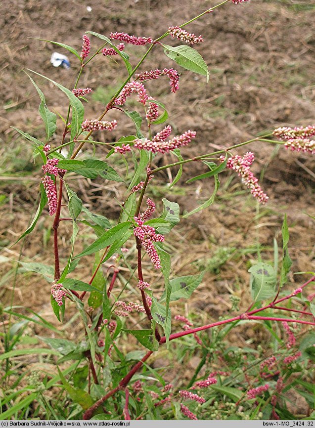 Polygonum lapathifolium ssp. lapathifolium (rdest szczawiolistny typowy)