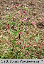 Polygonum lapathifolium ssp. lapathifolium (rdest szczawiolistny typowy)