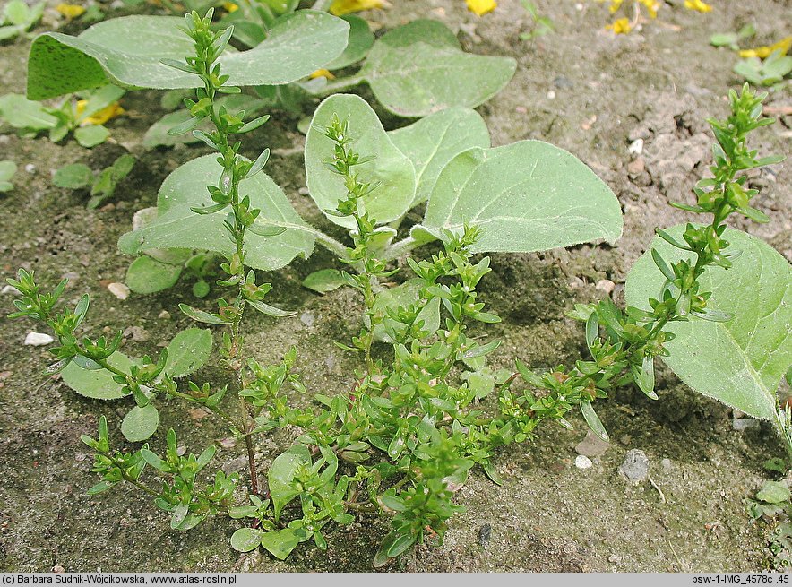 Veronica peregrina ssp. peregrina (przetacznik obcy typowy)