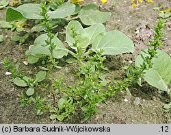 Veronica peregrina ssp. peregrina (przetacznik obcy typowy)