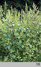 Iva xanthiifolia (iwa rzepieniolistna)