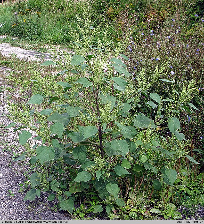 Cyclachaena xanthiifolia (iwa rzepieniolistna)