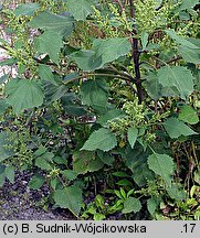 Cyclachaena xanthiifolia (iwa rzepieniolistna)