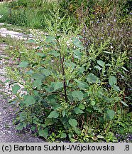 Cyclachaena xanthiifolia (iwa rzepieniolistna)