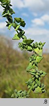 Atriplex oblongifolia (łoboda długolistna)