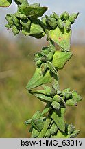 Atriplex oblongifolia (łoboda długolistna)