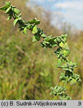 Atriplex oblongifolia (łoboda długolistna)