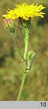 Crepis rhoeadifolia (pępawa makolistna)