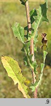 Crepis rhoeadifolia (pępawa makolistna)