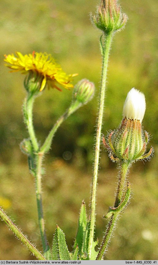 Crepis rhoeadifolia (pępawa makolistna)