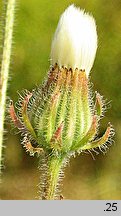 Crepis rhoeadifolia (pępawa makolistna)