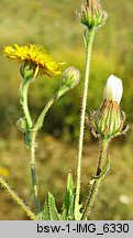 Crepis rhoeadifolia (pępawa makolistna)