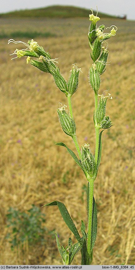 Silene dichotoma (lepnica dwudzielna)