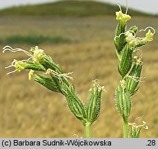 Silene dichotoma (lepnica dwudzielna)