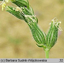 Silene dichotoma (lepnica dwudzielna)