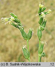 Silene dichotoma (lepnica dwudzielna)