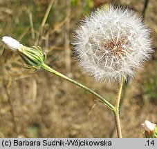 Crepis rhoeadifolia (pępawa makolistna)