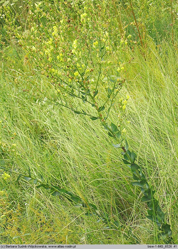 Linaria dalmatica (lnica dalmacka)