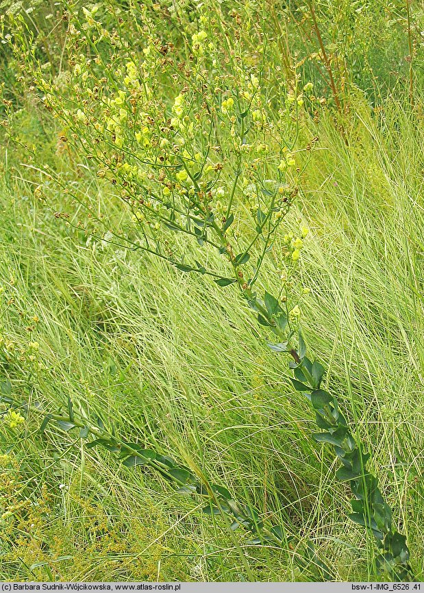 Linaria genistifolia (lnica janowcowata)