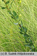 Linaria genistifolia (lnica janowcowata)