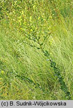 Linaria genistifolia (lnica janowcowata)