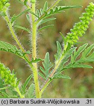 Ambrosia artemisiifolia (ambrozja bylicolistna)