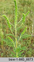 Ambrosia artemisiifolia (ambrozja bylicolistna)