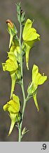 Linaria genistifolia (lnica janowcowata)