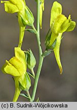 Linaria genistifolia (lnica janowcowata)