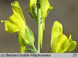 Linaria dalmatica (lnica dalmacka)