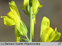 Linaria genistifolia (lnica janowcowata)