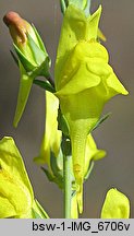 Linaria genistifolia (lnica janowcowata)