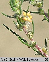 Kochia laniflora (mietelnik piaskowy)