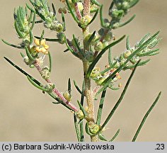 Kochia laniflora (mietelnik piaskowy)