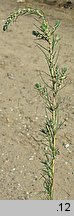 Kochia laniflora (mietelnik piaskowy)