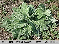 Salvia aethiopis (szałwia etiopska)