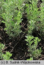 Artemisia austriaca (bylica austriacka)