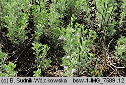 Artemisia austriaca (bylica austriacka)