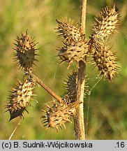 Xanthium strumarium (rzepień pospolity)