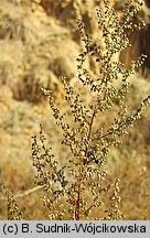 Artemisia scoparia (bylica miotłowa)