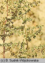 Artemisia scoparia (bylica miotłowa)