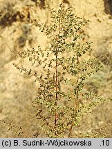 Artemisia scoparia (bylica miotłowa)