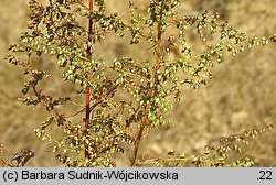 Artemisia scoparia (bylica miotłowa)