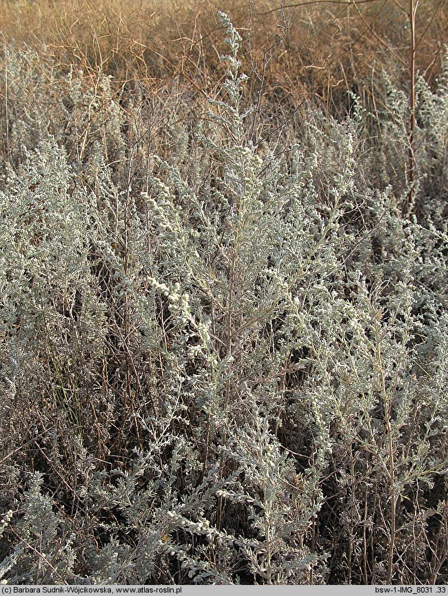 Artemisia austriaca (bylica austriacka)