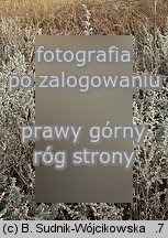 Artemisia austriaca (bylica austriacka)