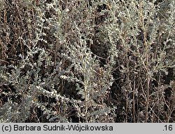 Artemisia austriaca (bylica austriacka)